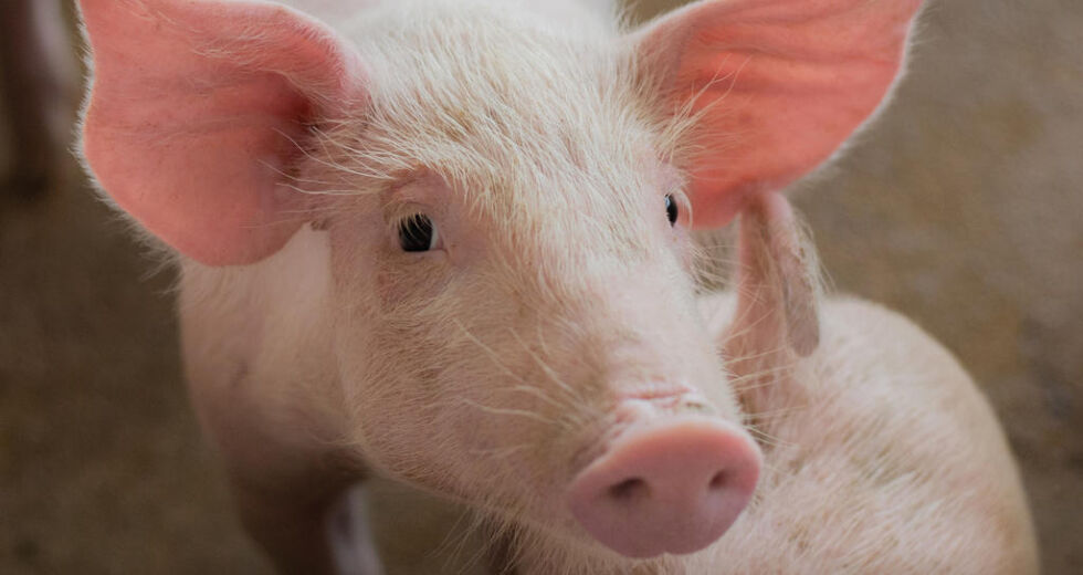 Mattilsynet har gjennomført en omfattende undersøkelse for å kartlegge hvordan norske griser har det.
 Foto: Mattilsynet