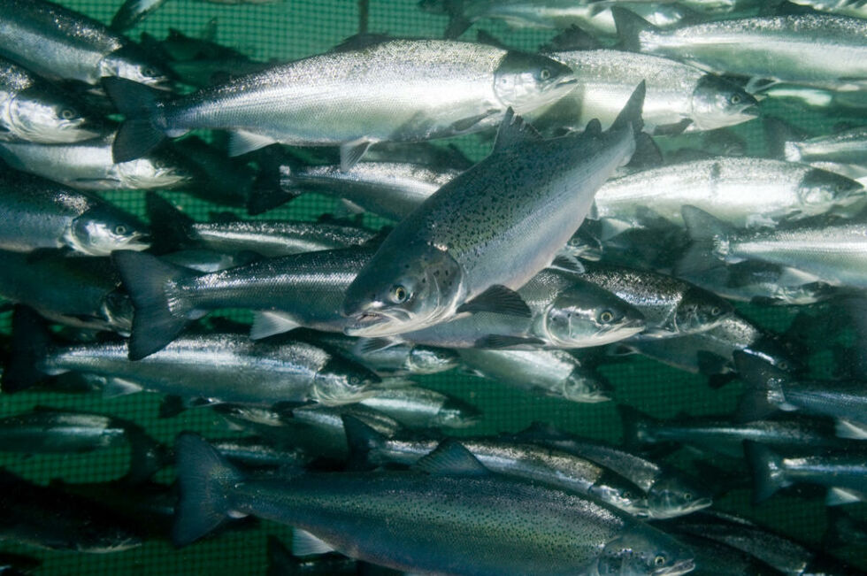 FISKEHELSE. I det nye skatteopplegg for oppdrettsnæringen foreslås det også å se på hvordan fiskevelferden kan styrkes.
 Foto: Rudolf Svensen