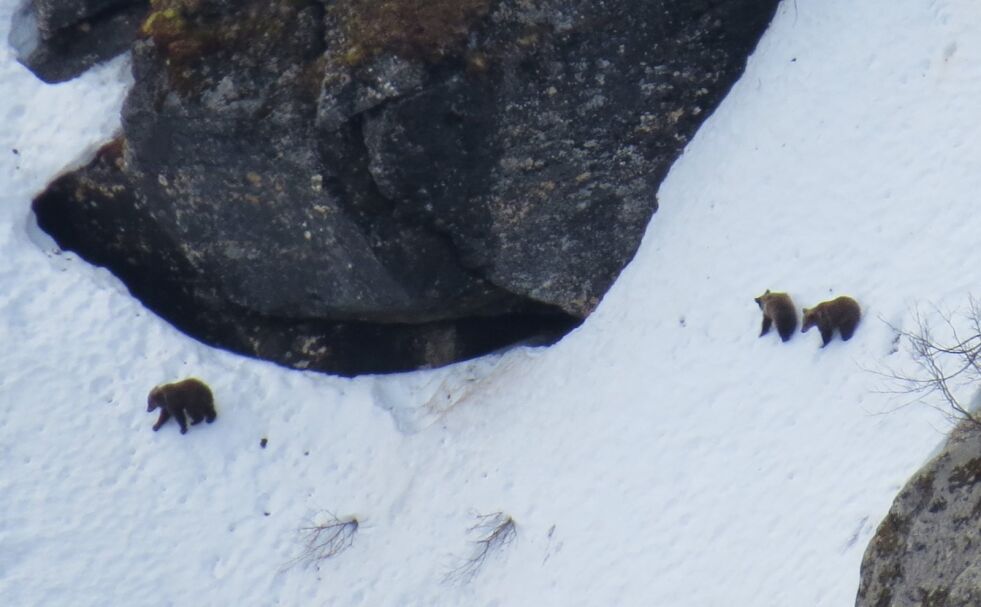 BJØRNUNGER. Politikerne i Saltdal ønsker ikke å se slike bjørnunger i kommunen. Disse tre bjørnungene ble fotografert øverst i Skaitidalen i Saltdal i vår. Foto: Tore Veisetaune,