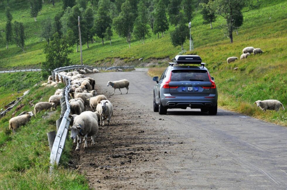 Bilistene bør senke farten når de på Ljøsenhammer geitseter for å unngå å kjøre på sauene som oppholder seg langs veien.
 Foto: Lars Olav Handeland
