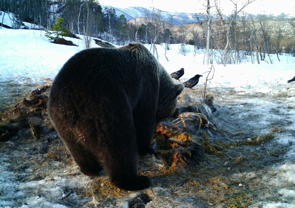 HANNBJØRN. Bildet fra 2013, tatt av viltkamera, viser en hannbjørn som spiser på et elgkadaver på Storalmenningfjell. Nå kan det bli enda mer bjørn i Saltdal og Fauske. Foto: Viltkamera, Remi Olsen og Andreas Diset