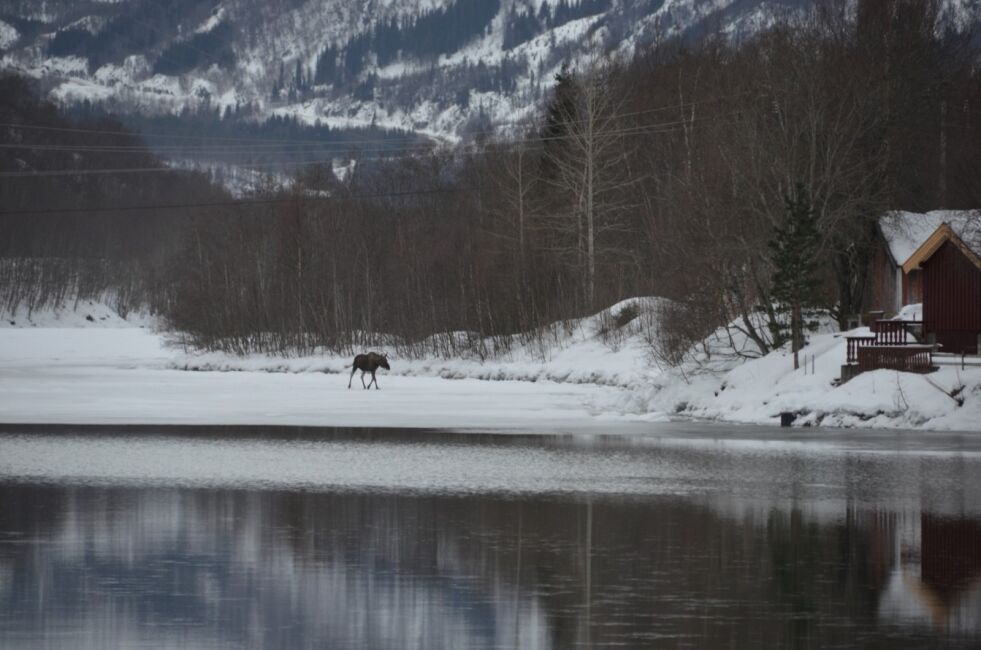 USIKRE FORHOLD. I disse tider begynner isen å legge seg på vann og fjord i området. Da er det viktig å være på vakt hvis man skal ferdes der, som denne elgen på glattisen på Rognan. Foto: Eva S. Winther