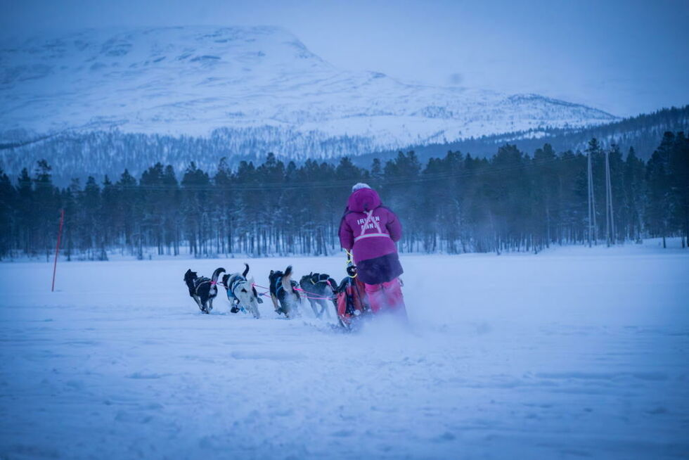 FIN DEBUT. Irlinn Annie Unosen (15) startet sitt første løp i hundekjøring nylig. Saltdalsjenta var godt fornøyd med hvordan hundene fungerte.
 Foto: Vill Foto
