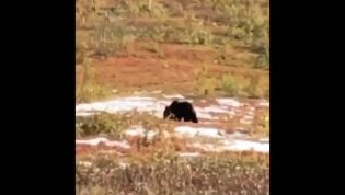Se video av bjørnen