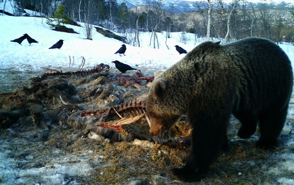 NEI TIL BJØRN. Politikerne i Sørfold vil ikke at det skal være noe område for bjørneyngling i Salten i det hele tatt. Foto: Viltkamera
