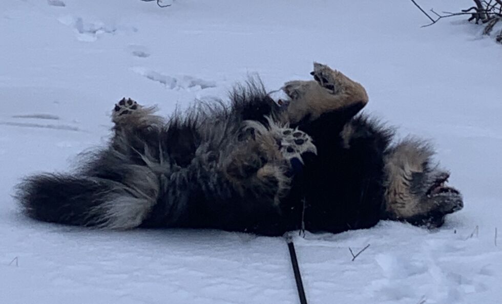 Både hund og matfar er enige om at snø er topp.
 Foto: Espen Johansen