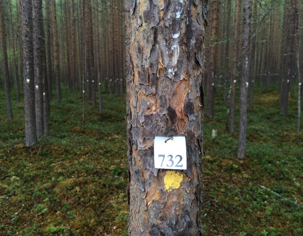 FØLGER MED. Noen passer godt på trærne i skogen i Saltdal. Det er forskere som måler vekst og trivsel. Vi har hilst på tre nummer 732, som så ut til å være i god form. Foto: Maria Trondsen