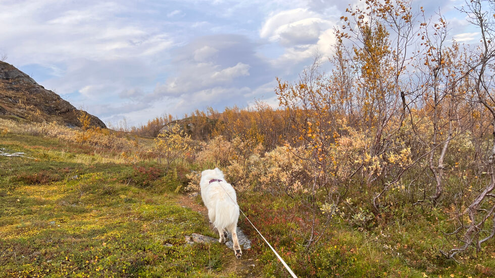 ÆRLIG SAK. Hvis jeg spør noen om de vil være med meg og Saulo på fjelltur forventer jeg ikke mer enn ja eller nei. Ingen trenger å verken forklare hvorfor de ikke blir med, og enda mindre finne på en "god nok" grunn til å takke nei. Hvite løgner gjør nok (for noen) at ting blir lettere, men må det være sånn?
 Foto: Espen Johansen