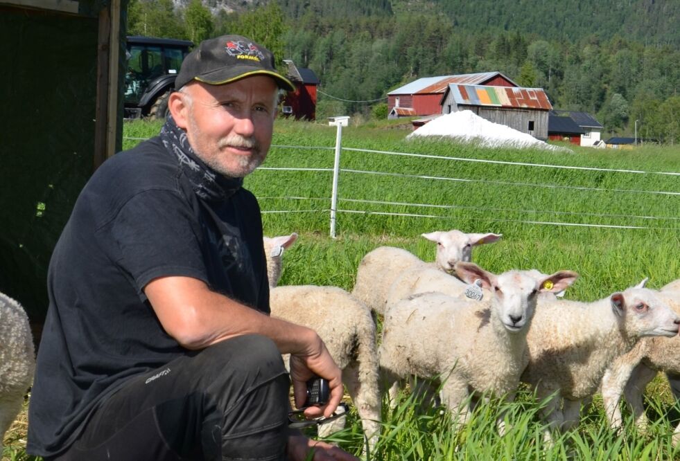 BEKYMRET. Per Arne Knædal får en kvart million kroner i erstatning for tap av rundt 90 sauer og lam i fjor. Arkivfoto: Sverre Breivik