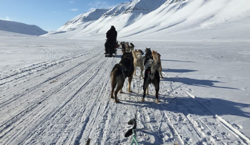 HUNDESPANN. Salten Trekkhundklubb ønsker å utvide hundespann-traseene i Sulis. Dette bildet er imidlertid fra Svalbard foto: Mona Mosti