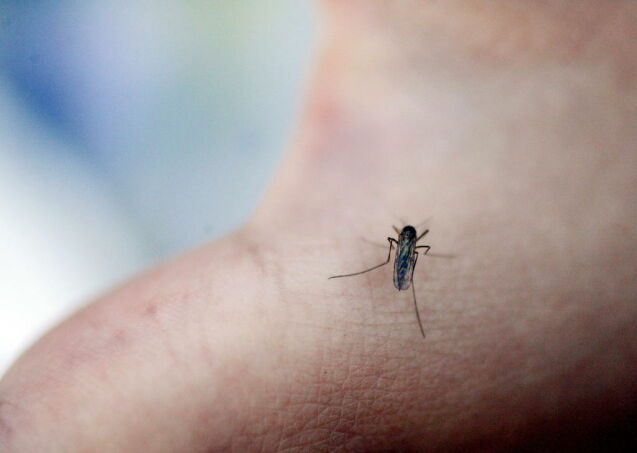 - Myggen er tallrik i år og den har klekket tidlig