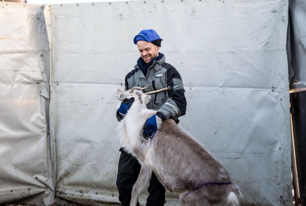 KAMP. Mats Pavall kjemper for overlevelse i reindrifta, og i dette leserinnlegget får han støtte fra Nordland Bonde- og småbrukerlag i at politikerne må endre rammevilkårene for beitenæringene.
 Foto: Tarjei Abelsen