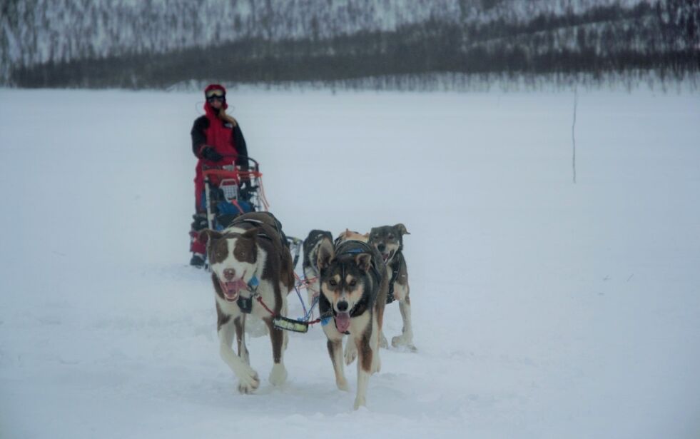 STYRKEPRØVEN. Christine Karijord deltar på sitt første hundeløp i helga i Østersund og Amundsen Race. Her fra treningstur sist helg i Sverige. Begge foto: Leif Wilhelmsen