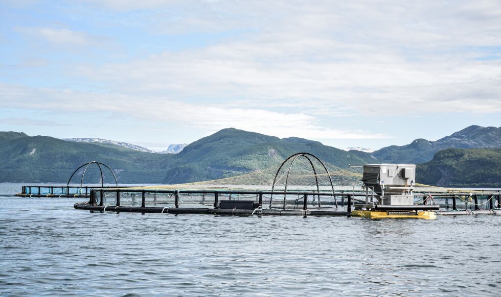 ADVARER. Blir det mer oppdrettsfisk i Skjerstadfjorden er forskerne redd for oppblomstring av lakselus.
 Foto: Tarjei Abelsen