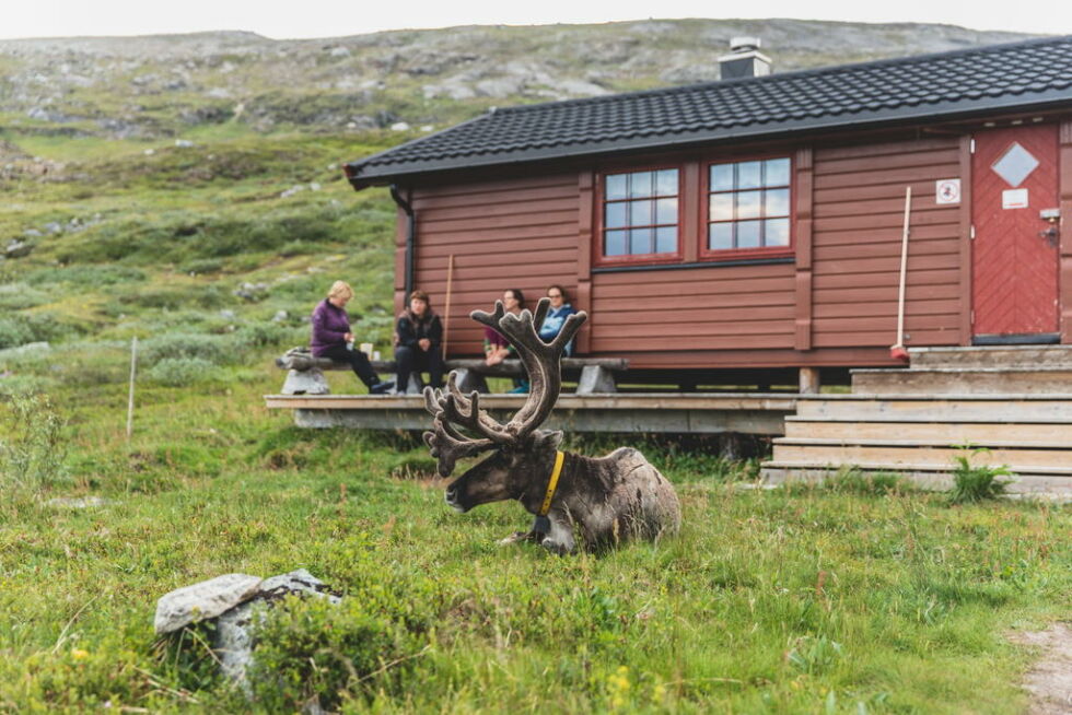 OPPLEVELSE. Turer i skog og mark byr ofte på flotte og mange ganger unike opplevelser. Her ser vi en tamrein på besøk ved Bjellåvasstua på Saltfjellet.
 Foto: DNT/Line Hårklau