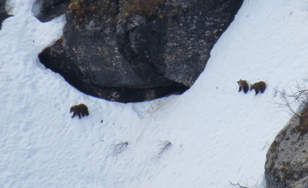 FØRSTE PÅ 60 ÅR. Her er de tre bjørnungene på ett eller to år fotografert øverst i Skaitidalen i Saltdal i mai i fjor.  Det var det første kullet av bjørn som er registrert i Norge på 60 år. Foto: Tore Veisetaune, Statskog Fjelltjenesten