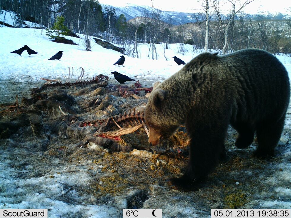 IKKE SETT. Etter to dagers jakt har fellngslaget ennå ikke sett snurten av bjørnen.
 Foto: Remi Olsen og Andreas Diset (vilt-kamera)