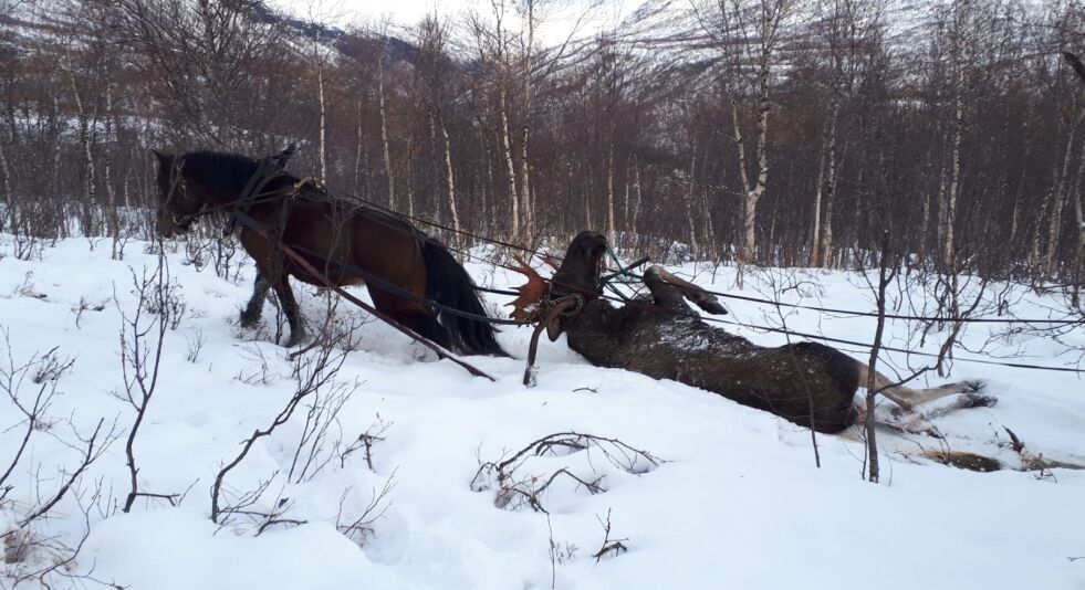 I SKAITI. Jorunn Etterlid kjører ned elg med hest i Skaitiaksla. Foto: Synnva Eide Etterlid