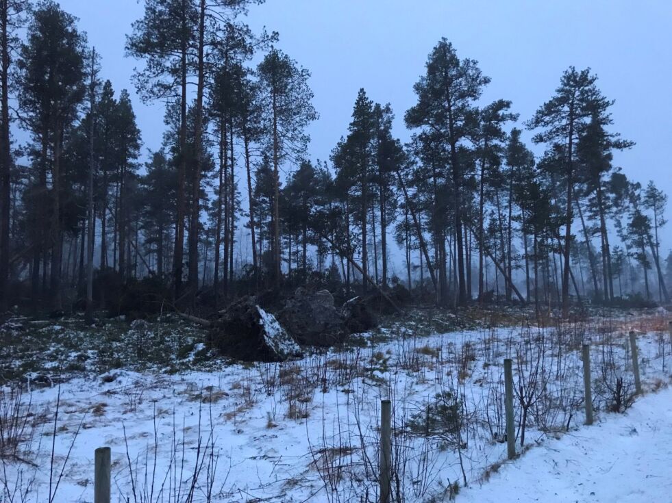 VINDFALL. Vindfall av skog mellom Trolldalen og Vensmoen etter stormen «Ylva» sin herjing. Foto: Foto: Ørjan Alm
