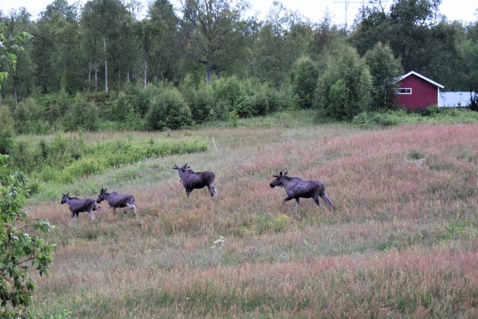 PÅ TREKK. Fire elger på trekk over vollen, to okser og to kalver fra i fjor.
 Foto: Lars Olav Handeland