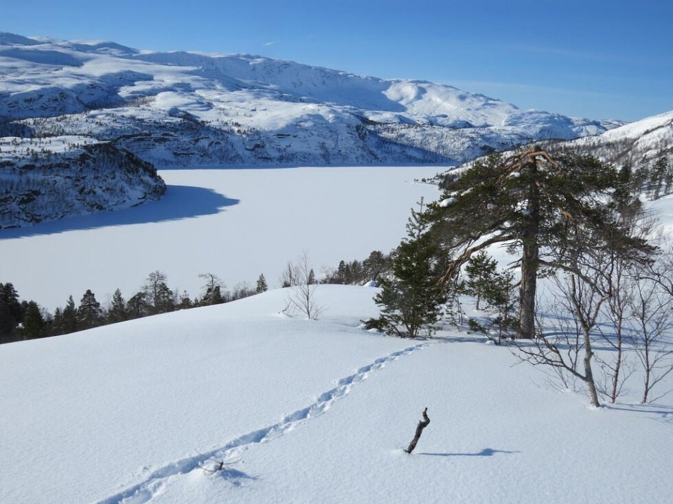 Utsikt mot Storskogvatnet i Rago nasjonalpark. Neste år er Rago 50 år.
 Foto: Tore Veisetaune, Statskog Fjelltjenesten