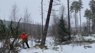 Rune Berg rydder skog